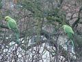 2011-0220-0910_Parakeets_4,7C